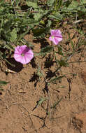 Image of Convolvulus angustissimus subsp. angustissimus