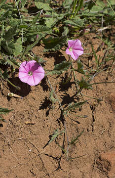 Image of Convolvulus angustissimus subsp. angustissimus