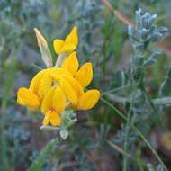 Image of Sea Medick