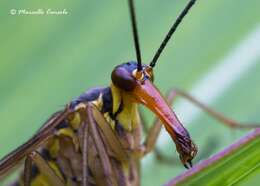 Image of scorpionflies