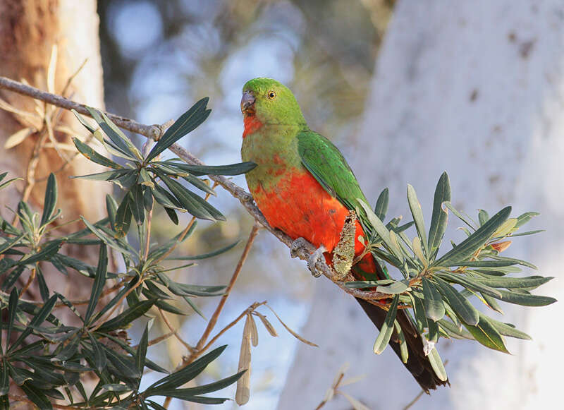 Image of Australian King Parrot