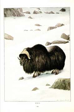 Image of muskox