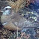 Image of Eurasian Dotterel