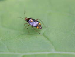 Image of Liocoris