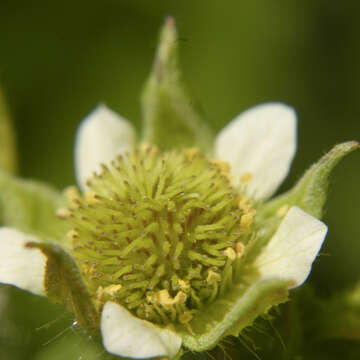 Image of avens