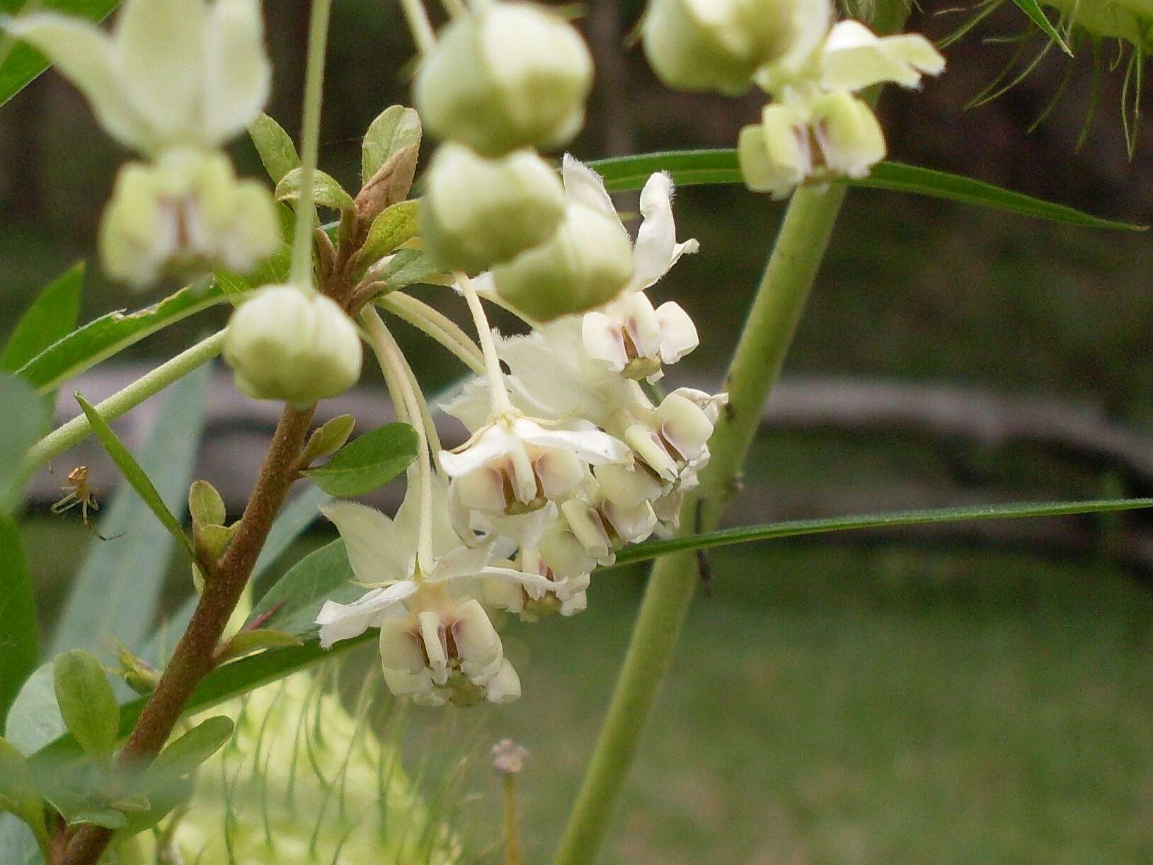 Image of Balloon milkweed