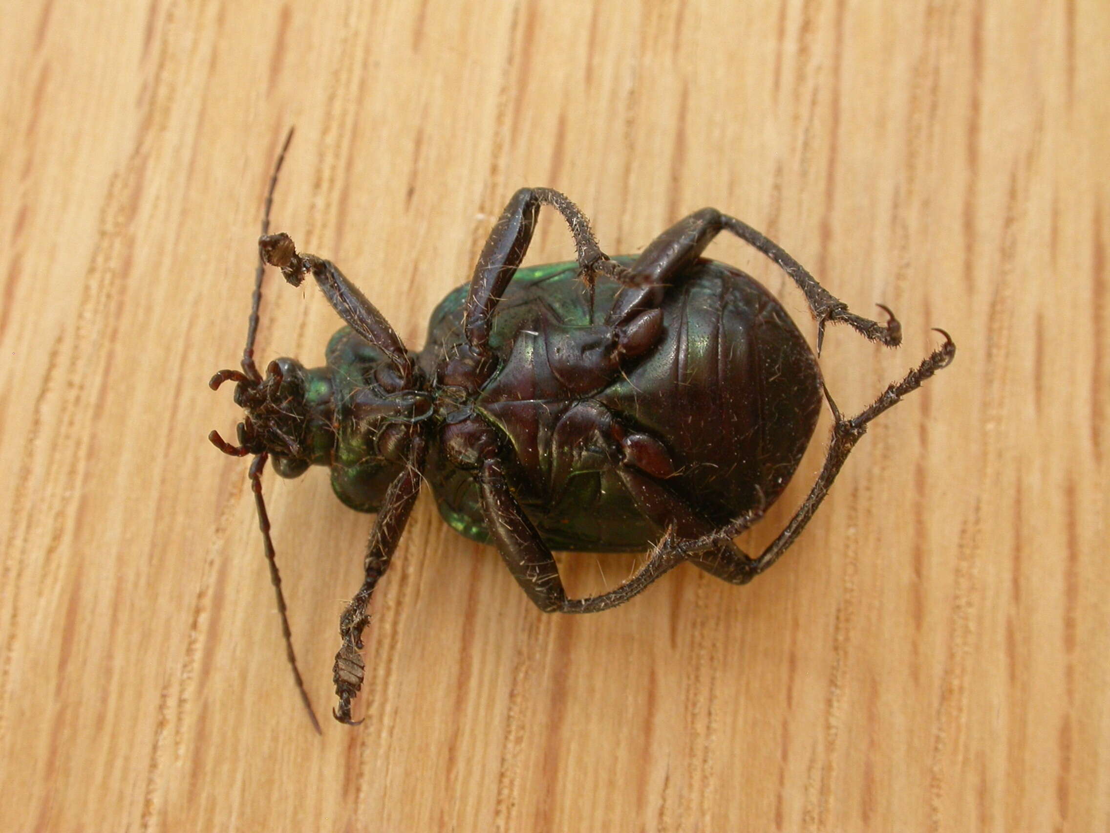 Слика од Calosoma (Calosoma) schayeri Erichson 1842