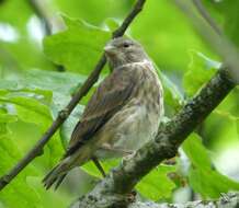 Image of Emberiza Linnaeus 1758