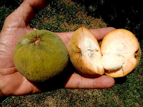 Image of Santol