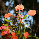 Image of Bauhinia coccinea (Lour.) DC.