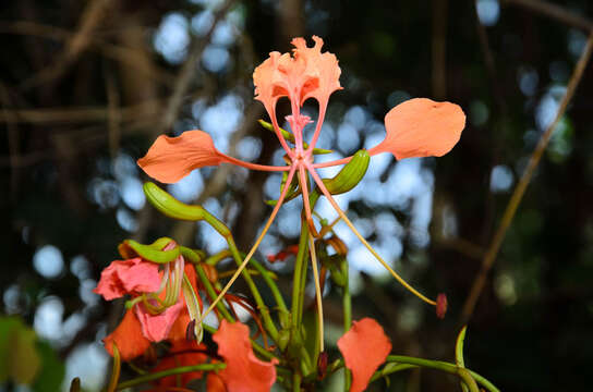 Image of Bauhinia coccinea (Lour.) DC.