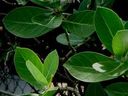 Image of calotropis