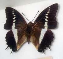 Image of Charaxes brutus