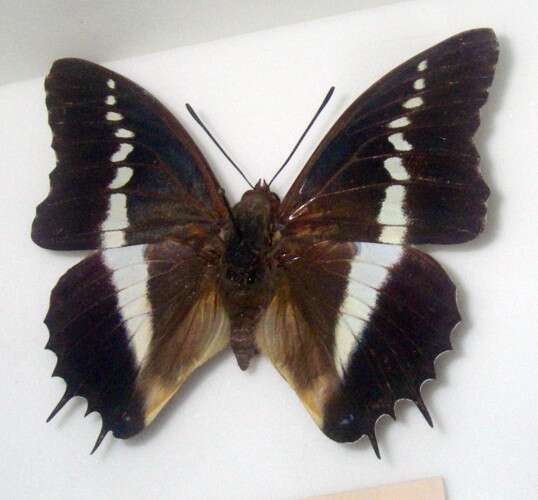 Image of Charaxes