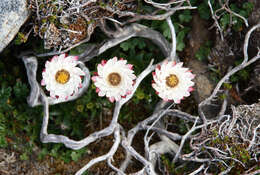 Plancia ëd Xerochrysum milliganii (Hook. fil.) Paul G. Wilson