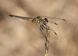 Image of Blue Dasher