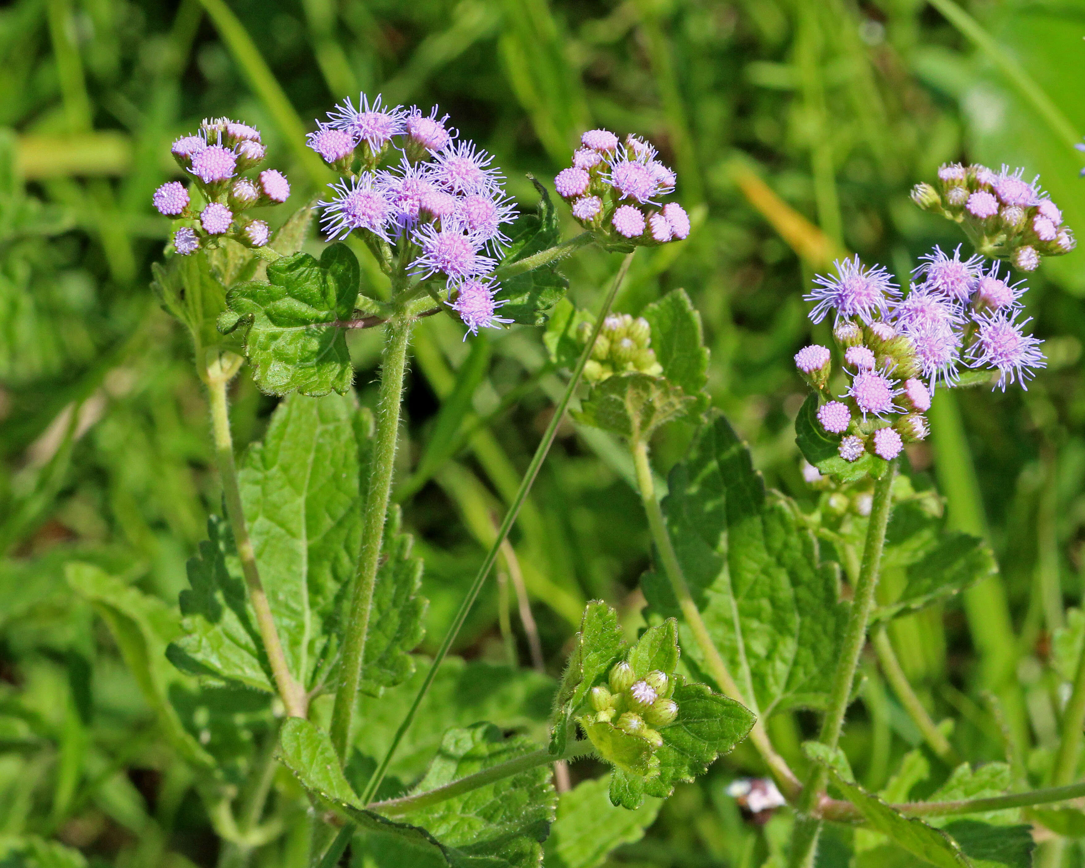 Image of thoroughwort