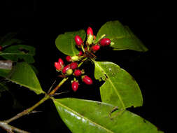 Image of Erythroxylum macrophyllum Cav.