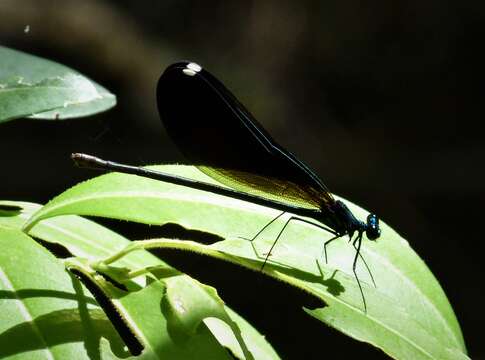 Image of Jewelwings