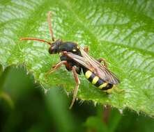 Image of Nomada marshamella (Kirby 1802)