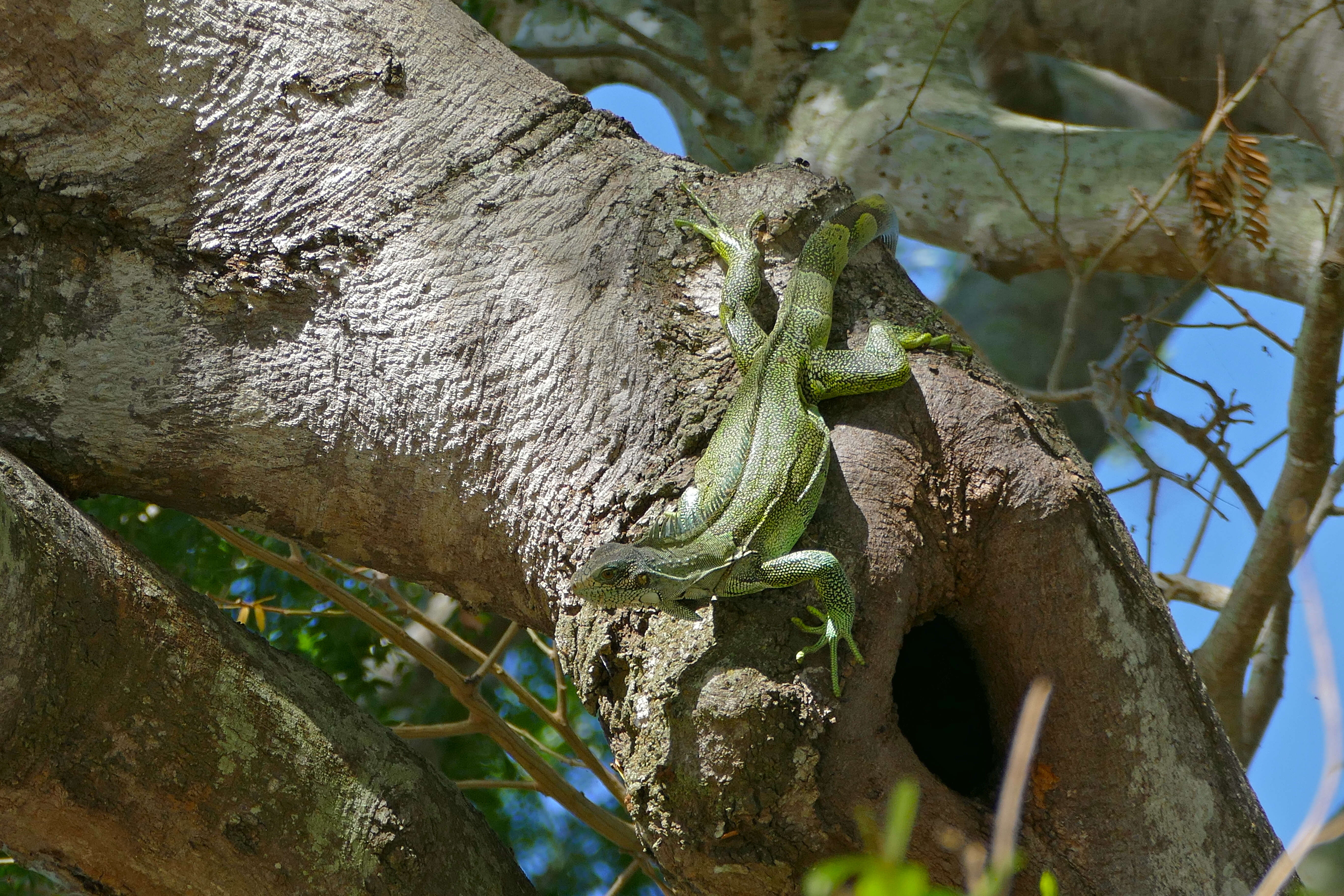 Image of Green Iguana