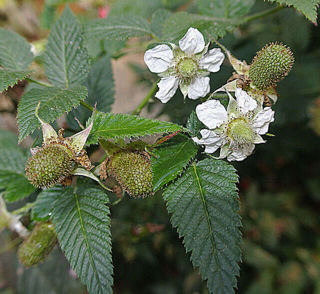 Image of Andes berry