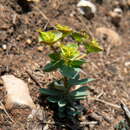Image of Euphorbia minuta Loscos & J. Pardo