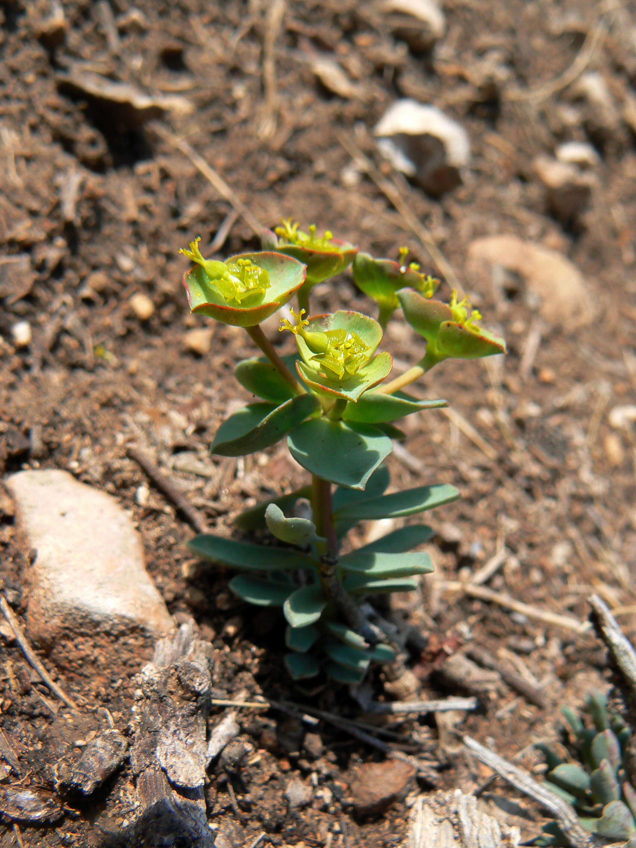 Image of Euphorbia minuta Loscos & J. Pardo