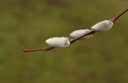 Image of Long-leaved willow