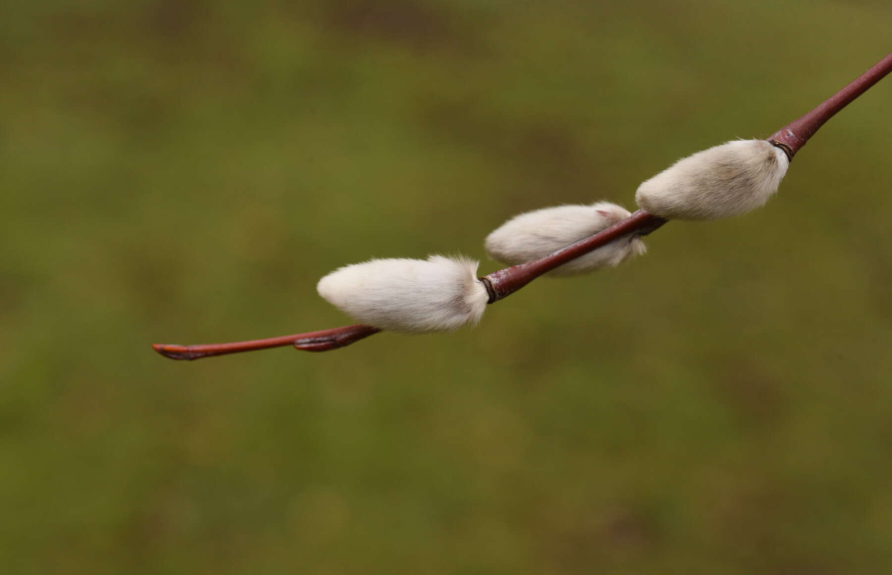 Image of Long-leaved willow