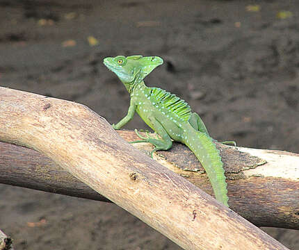 Image of Green Basilisk