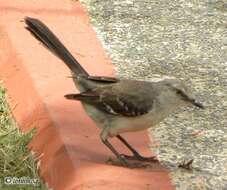 Image of Northern Mockingbird