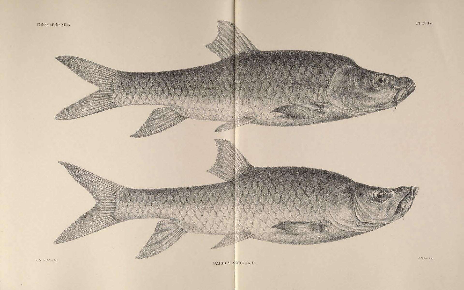 Image de Labeobarbus gorguari (Rüppell 1835)