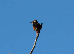 Image of Sturnus Linnaeus 1758