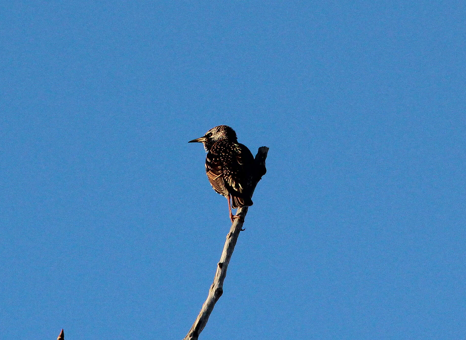 Image of Sturnus Linnaeus 1758