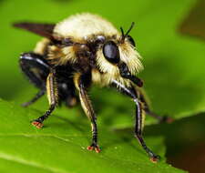 Image of Bee-like Robber Flies