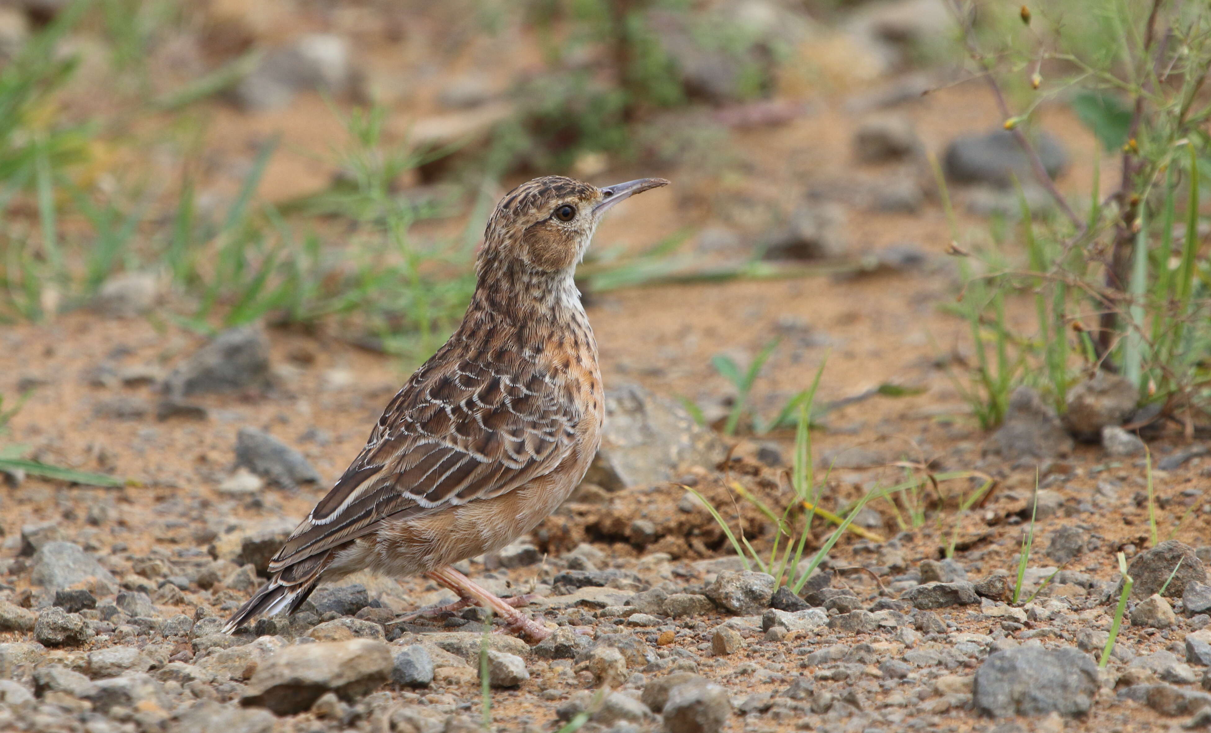 Imagem de Chersomanes Cabanis 1851