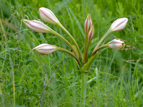 Image de Crinum bulbispermum (Burm. fil.) Milne-Redh. & Schweick.