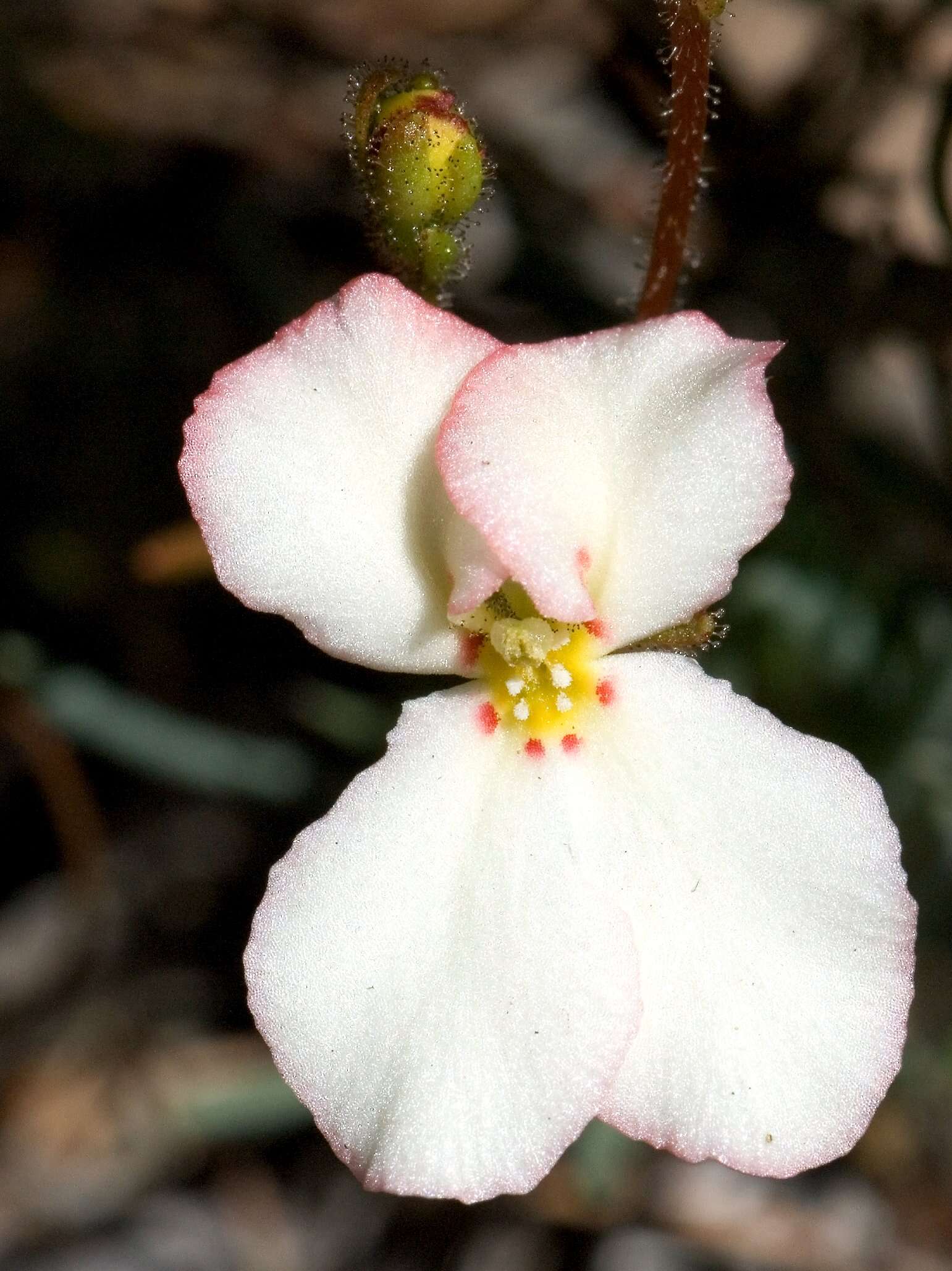 Image of Stylidium paulineae A. Lowrie & K. F. Kenneally
