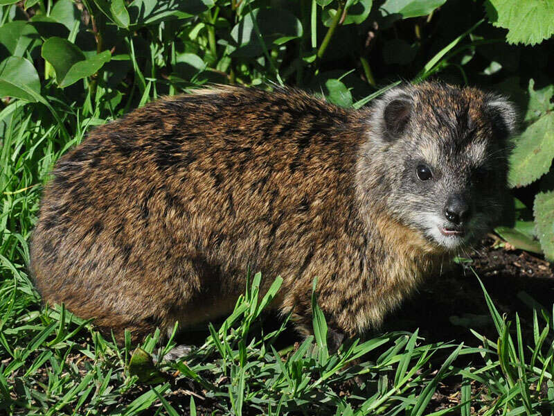 Image of Tree hyrax