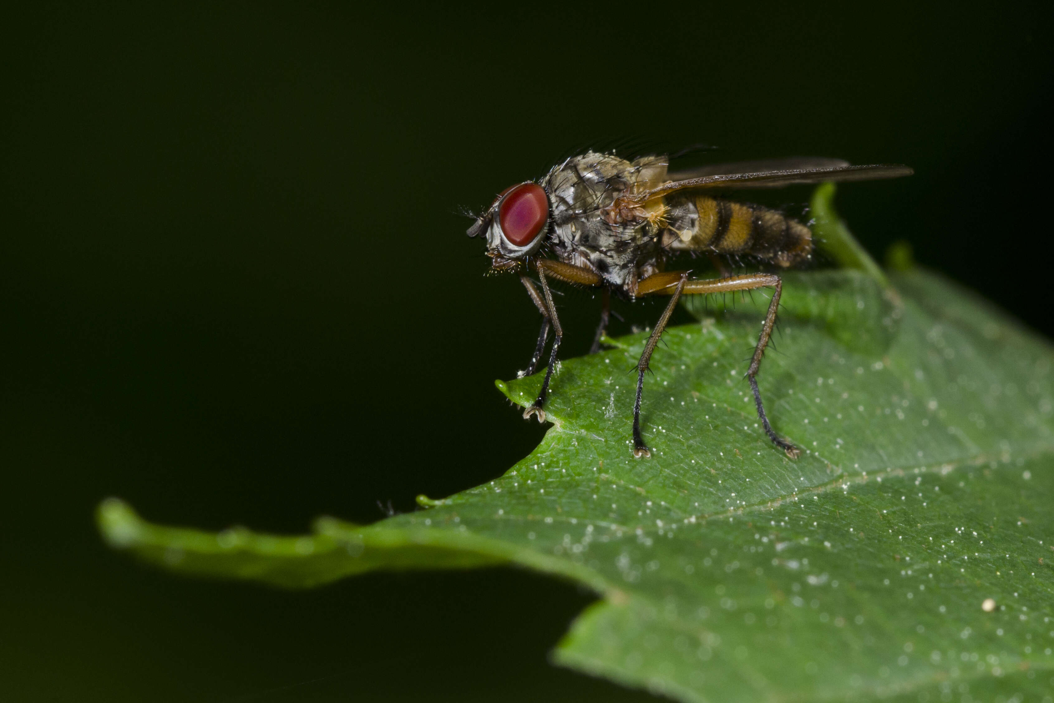 Image of root-maggot flies