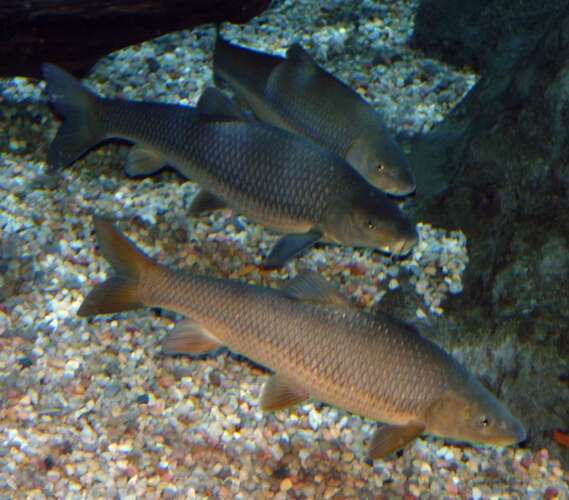 Image of Andalusian Barbel