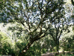 Image of Cork Oak