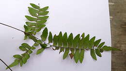 Image of Oblique Maidenhair