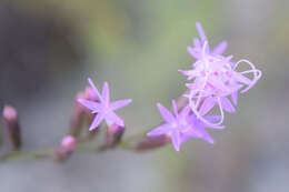 Слика од Liatris pauciflora Pursh