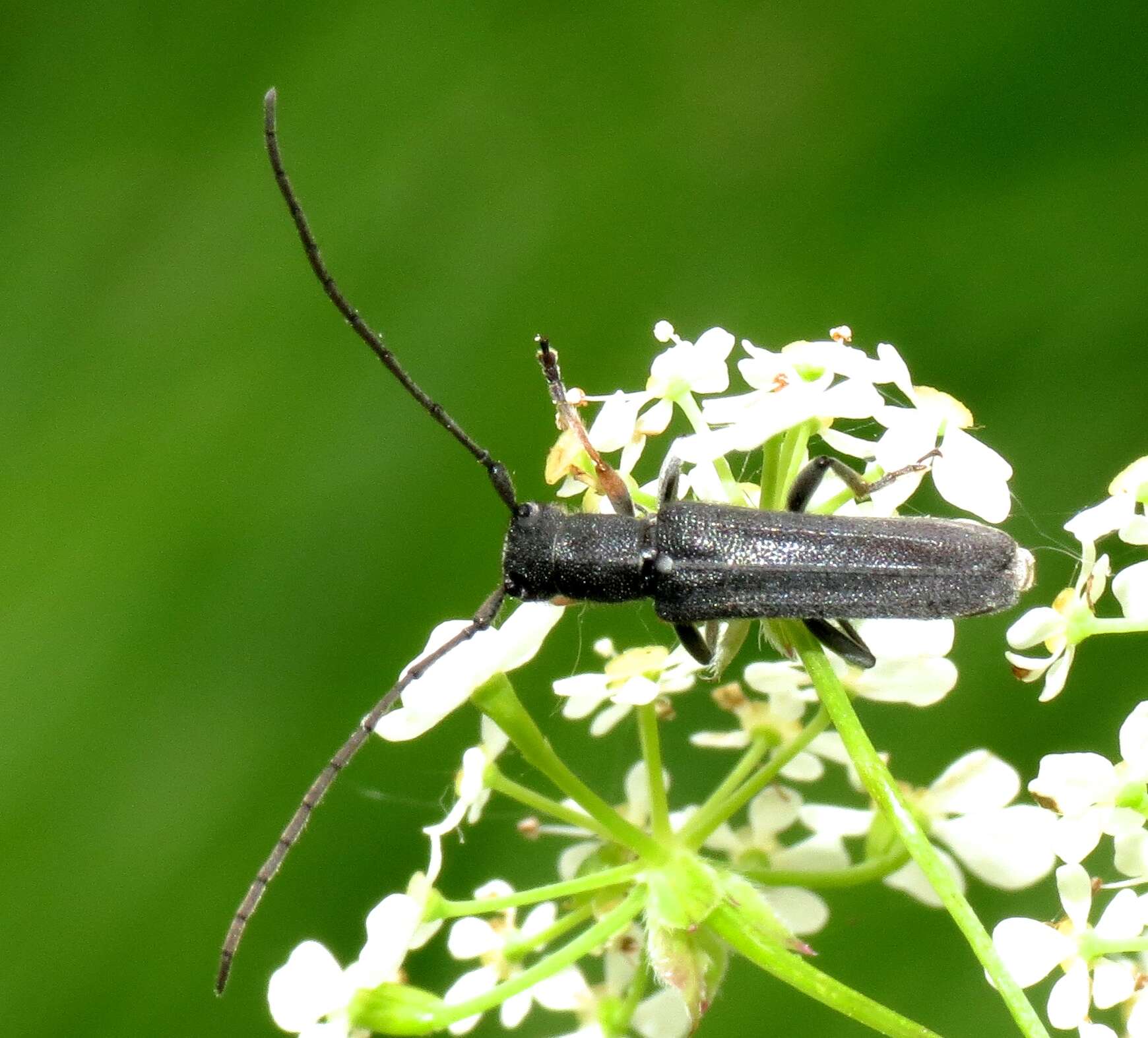 Слика од Phytoecia cylindrica (Linné 1758)