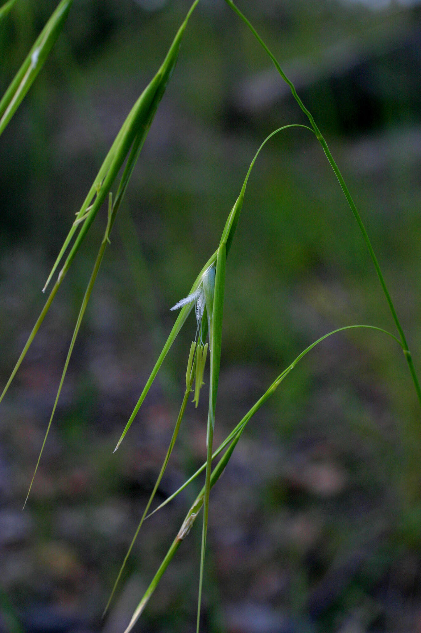 Plancia ëd Anisopogon