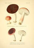 Image of Russula emetica (Schaeff.) Pers. 1796