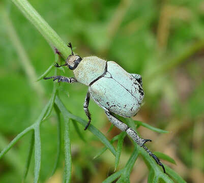 Sivun Hoplia chlorophana Erichson 1848 kuva