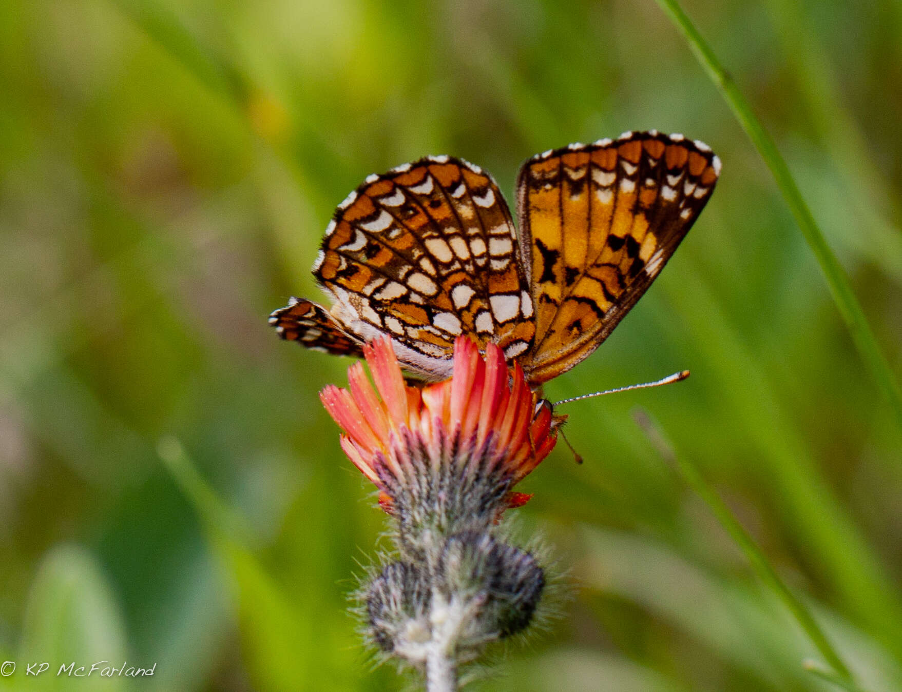 Image of Patches, Checkerspots